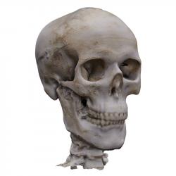 Skull Base Body Scan